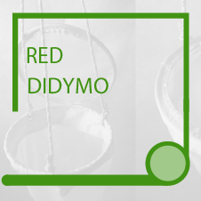 <b>RED DIDYMO</b>